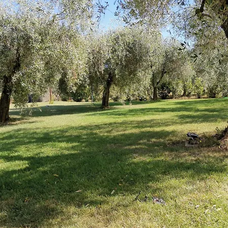 Gli Ulivi Di Maremma *